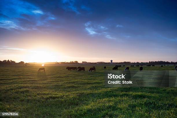 Bright Sun Stock Photo - Download Image Now - New Zealand, Dairy Farm, Farm