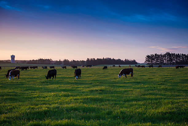 istock Bulls in the field 519578408