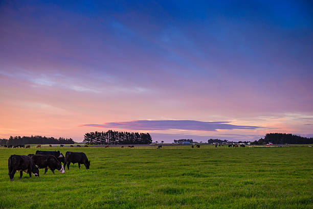 istock New Zealand landscape 519578718