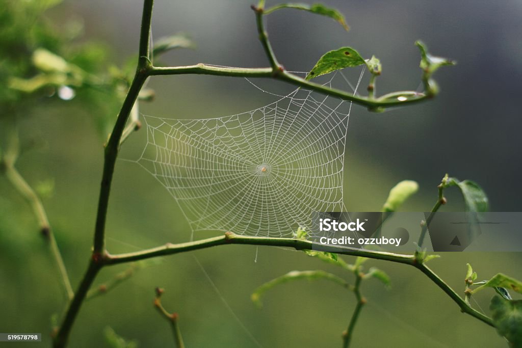 Spider webs Spider webs in my backyard Spider Web Stock Photo