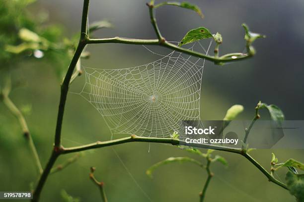 Spider Webs Stock Photo - Download Image Now - Spider Web, Perfection, Branch - Plant Part