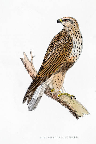 myszołów ptak 19 wiecznym ilustracja - eurasian buzzard stock illustrations