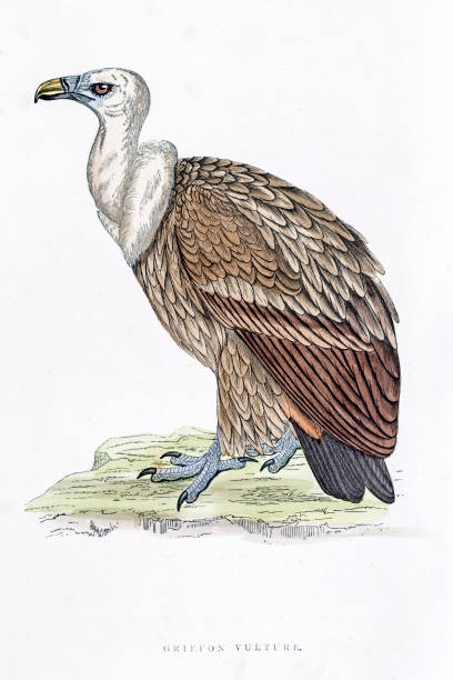 ilustrações de stock, clip art, desenhos animados e ícones de grifo comum ilustração do século 19 - griffon vulture