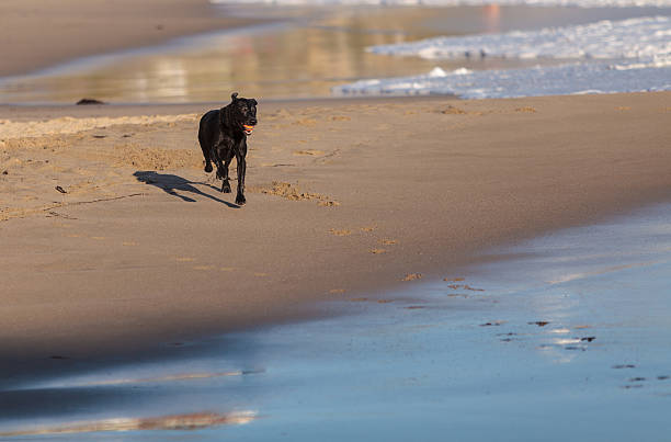 istock Black Labrador retriever dog runs on the sand 519581026