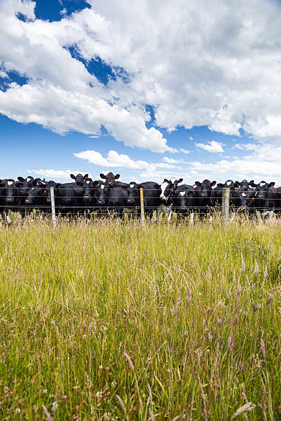 istock Dairy cows standing in grassy field 519581710