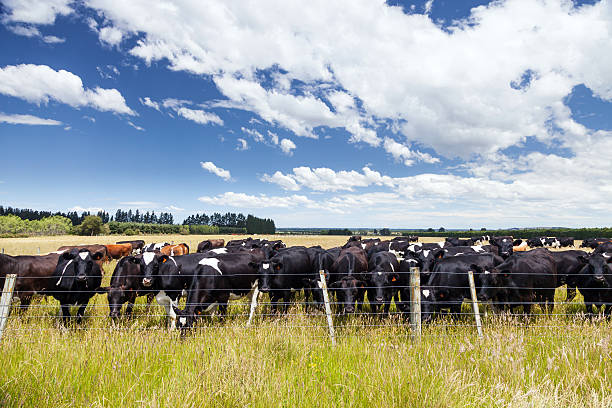 istock Dairy cows standing in grassy field 519581782