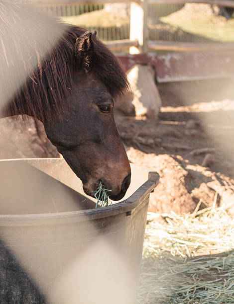 istock Brown male Icelandic horse 519581904