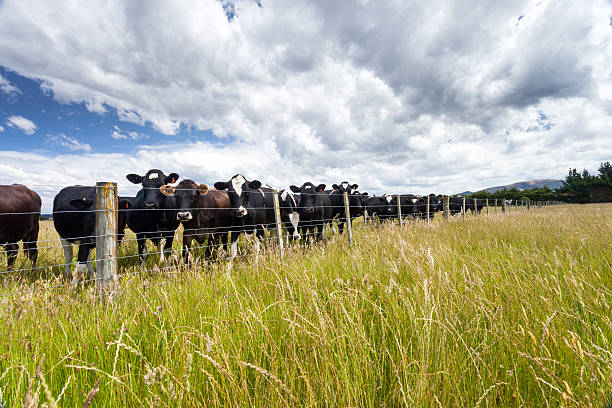 Dairy cows standing in grassy field