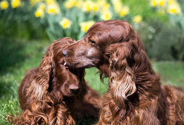 Dog friendship Dog friendship - beautiful Irish Setter care for his friend irish setter puppy stock pictures, royalty-free photos & images