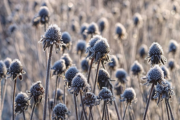 black-eyed Susan with hoarfrost