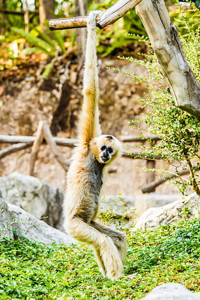 istock gibbon in chiangmai Thailand 519584372