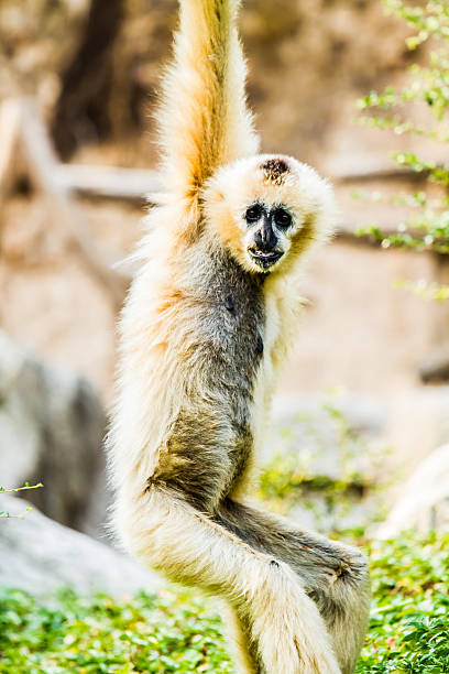 istock gibbon in chiangmai Thailand 519584918