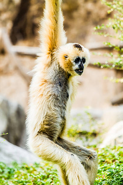 istock gibbon in chiangmai Thailand 519585152