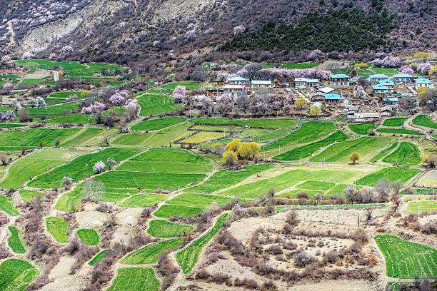 the traditional tibetan folk residential with in front of barley, around  by wild peach blossoms  in the Brahmaputra Grand Canyon,Milin, Tibet China.