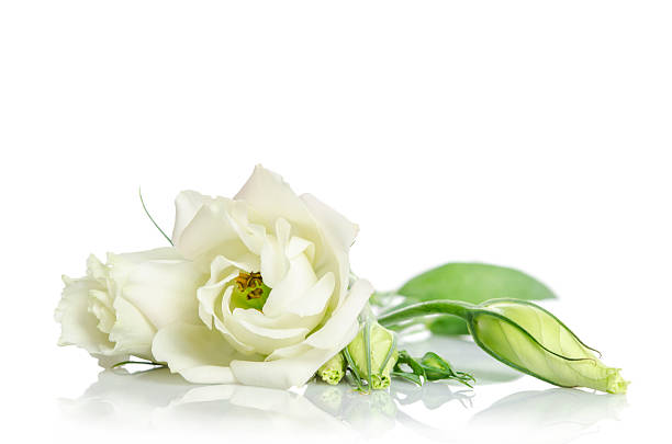 istock Beautiful white eustoma flowers isolated on white background 519586474