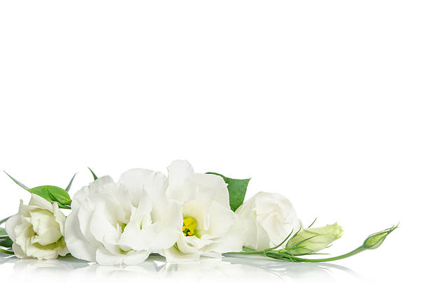 istock Beautiful eustoma flowers isolated on white background 519586480