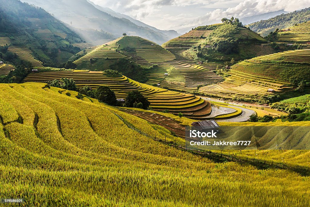 Rice fields prepare the harvest at Northwest Vietnam Agriculture Stock Photo