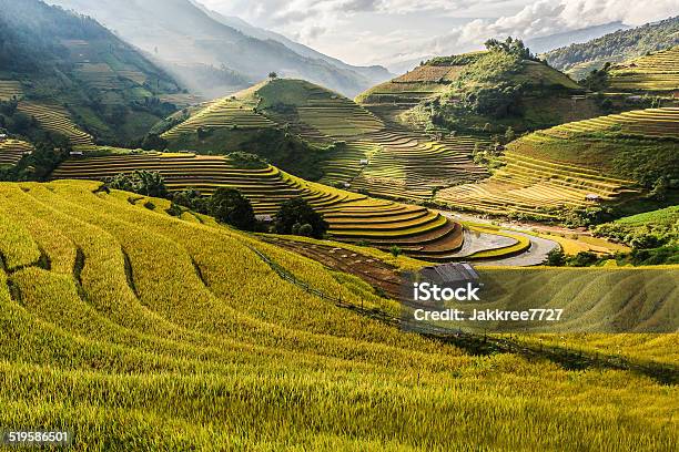 Rice Fields Prepare The Harvest At Northwest Vietnam Stock Photo - Download Image Now
