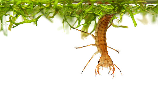 istock Diving beetle larva (water tiger) among water plants 519586679