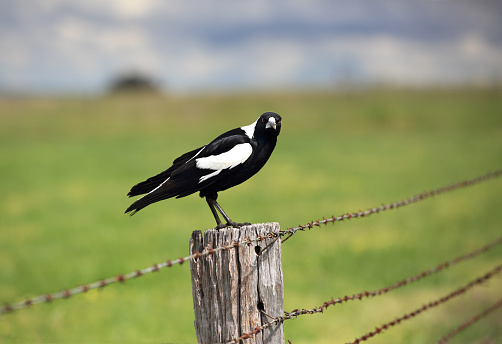 Australian Magpie - Gymnorhina tibicen, sitting on an old rustic fence post with intense stare.