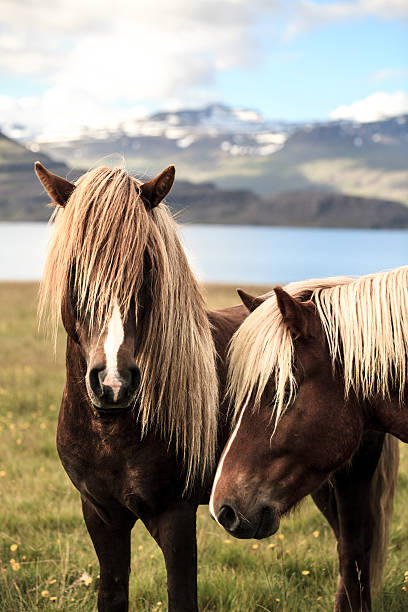 istock Icelandic horse 519588527