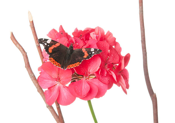 Mariposa numerada en geranio flor, Aislado en blanco - foto de stock