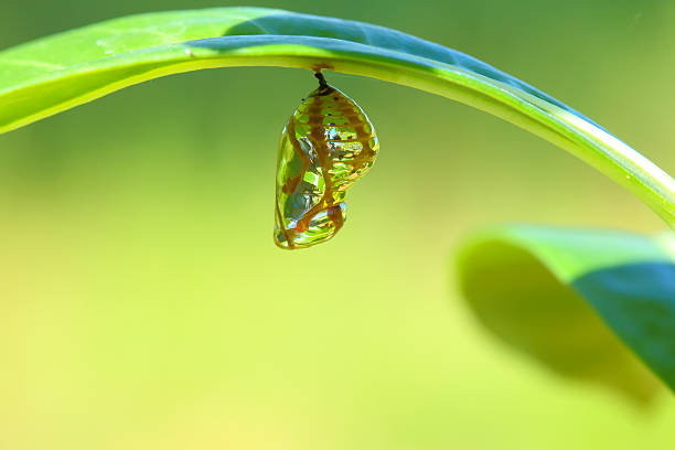 Chrysalis Butterfly Chrysalis Butterfly hanging on a leaf . instar stock pictures, royalty-free photos & images