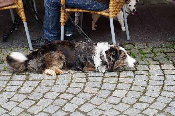istock Dog near the cafe 519588888
