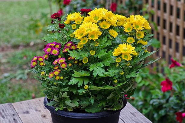 istock Vibrant Chrysanthemum Daisies Blomming 519588927