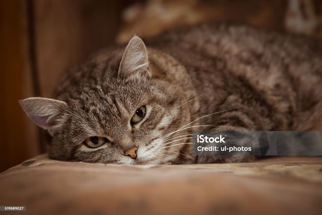 Sleepy cat Briwn cat sleeping on a couch. Animal Stock Photo