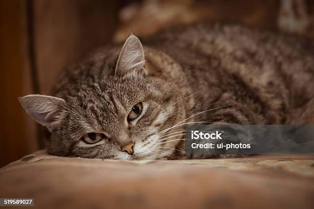 Sleepy Cat Stock Photo - Download Image Now - Animal, Animal Themes, Copy Space