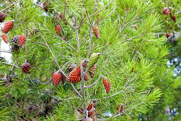 branche de pin avec cones.barcelona, espagne. - pinaceous photos et images de collection