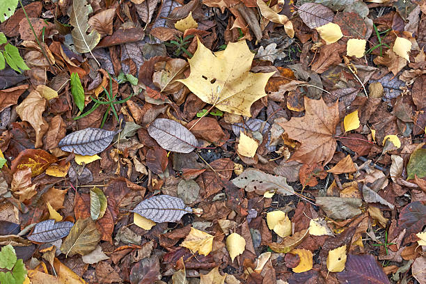 istock Autumn leaves on a path in the autumn forest. 519589407