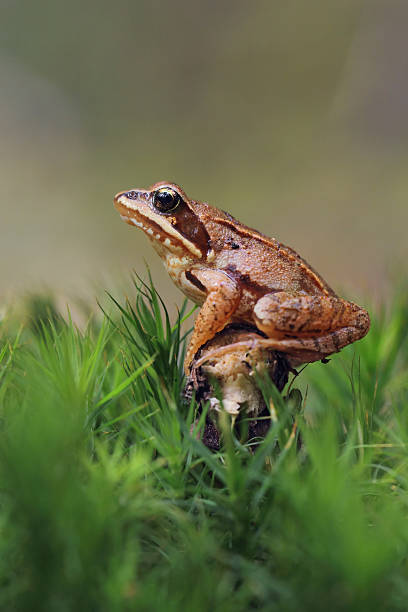 wood frog - prince charming stock-fotos und bilder