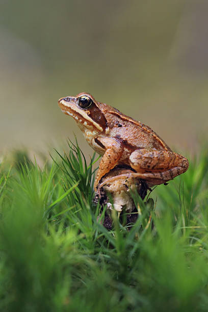 rana sylvatica - prince charming - fotografias e filmes do acervo