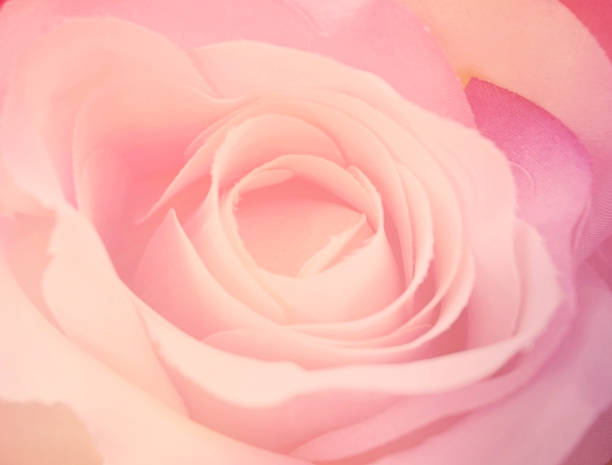 istock macro close-up of a beautiful pink rose (soft focus) 519589799