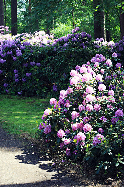 istock Blooming rhododendron garden 519591211