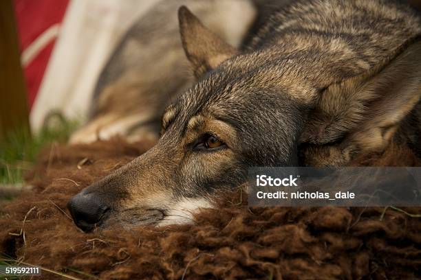 Closeup Of Wolf Dog Lying On Rug Stock Photo - Download Image Now - Animal Body Part, Animal Head, Black Color