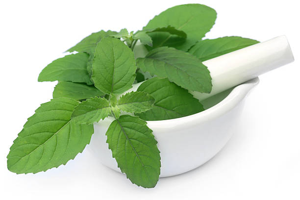 istock Medicinal holy basil or tulsi leaves 519592693