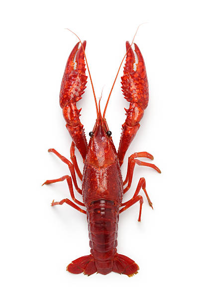 langusty - crayfish new orleans cajun food louisiana zdjęcia i obrazy z banku zdjęć