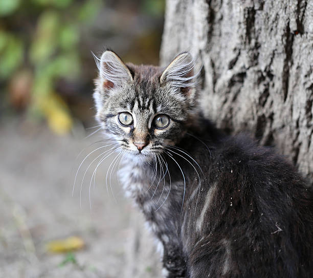 istock portrait of a kitten 519593863