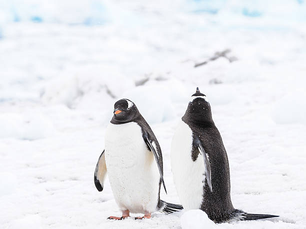 istock Fauna of Antarctica 519594011