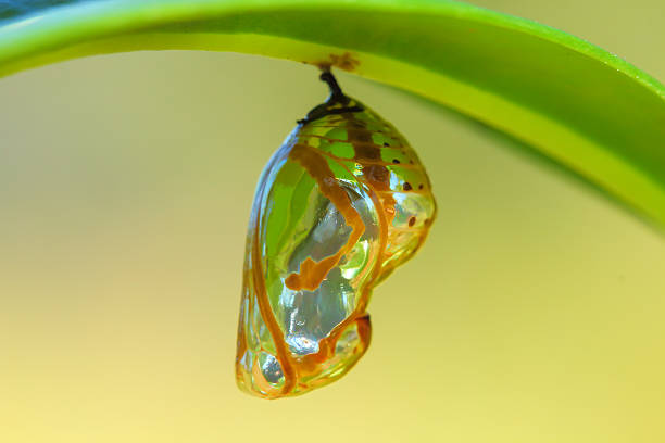 Chrysalis Butterfly Chrysalis Butterfly hanging on a leaf . instar stock pictures, royalty-free photos & images