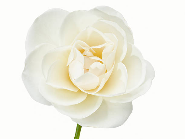 istock White rose flower isolated on a white background. 519609318