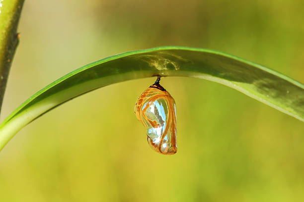 Chrysalis Butterfly Chrysalis Butterfly hanging on a leaf . pupa stock pictures, royalty-free photos & images