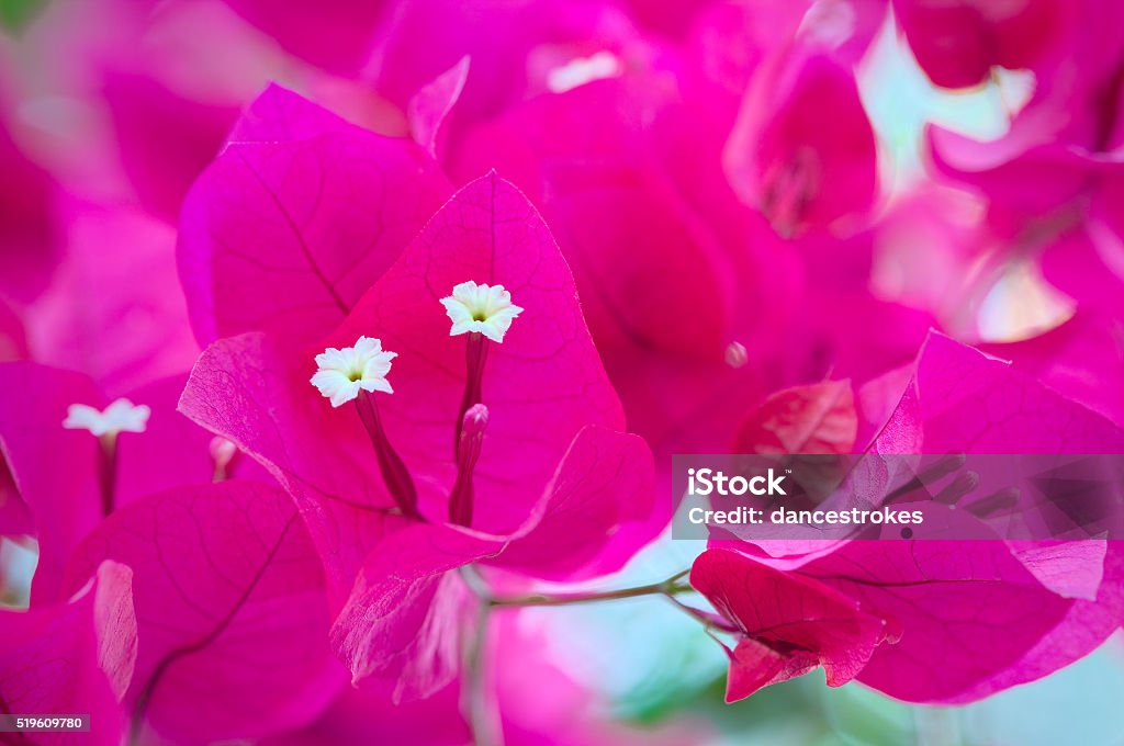 Bougainvillea Flowers Close Up. Backgrounds Stock Photo