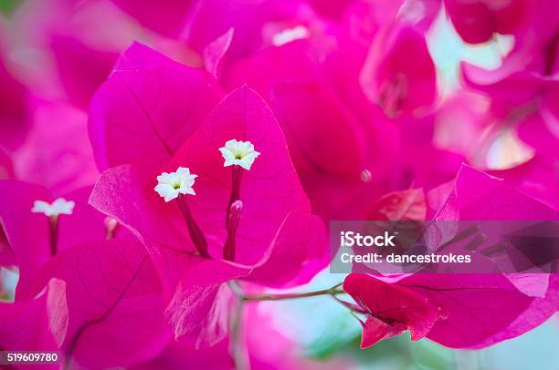 Bougainvillea Flowers Close Up Stock Photo - Download Image Now - Backgrounds, Botany, Bougainvillea