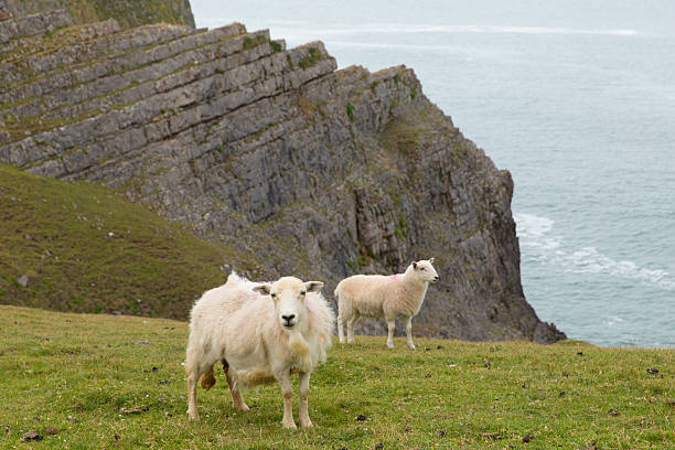 istock Welsh sheep the Gower coast Mewslade bay 519611340