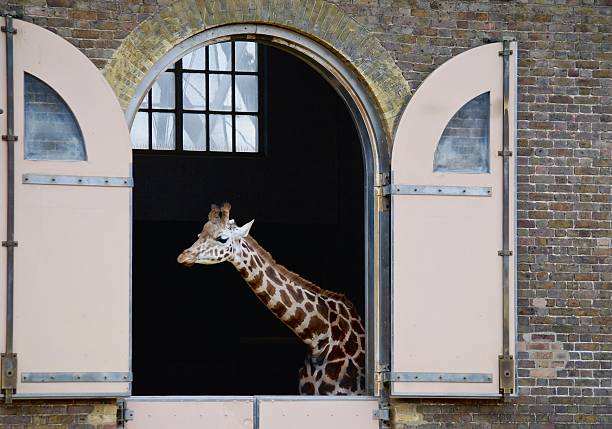 istock Giraffe 's waiting to play outside 519611548