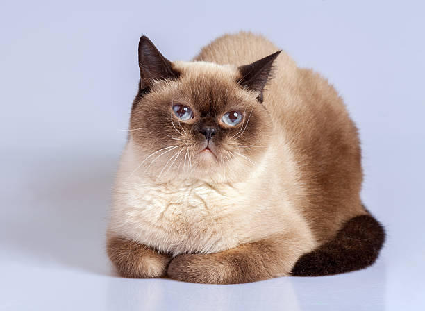 istock Studio portrait of siamese cat 519612822